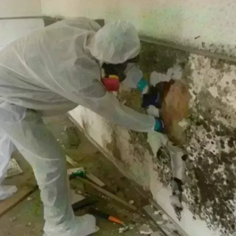 Mold Remediation and Removal in Cockrell Hill, TX